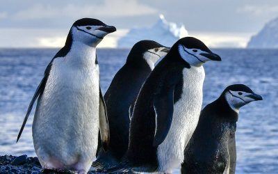Types of Penguins You’ll Find in Antarctica