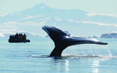 The Humpback Whale