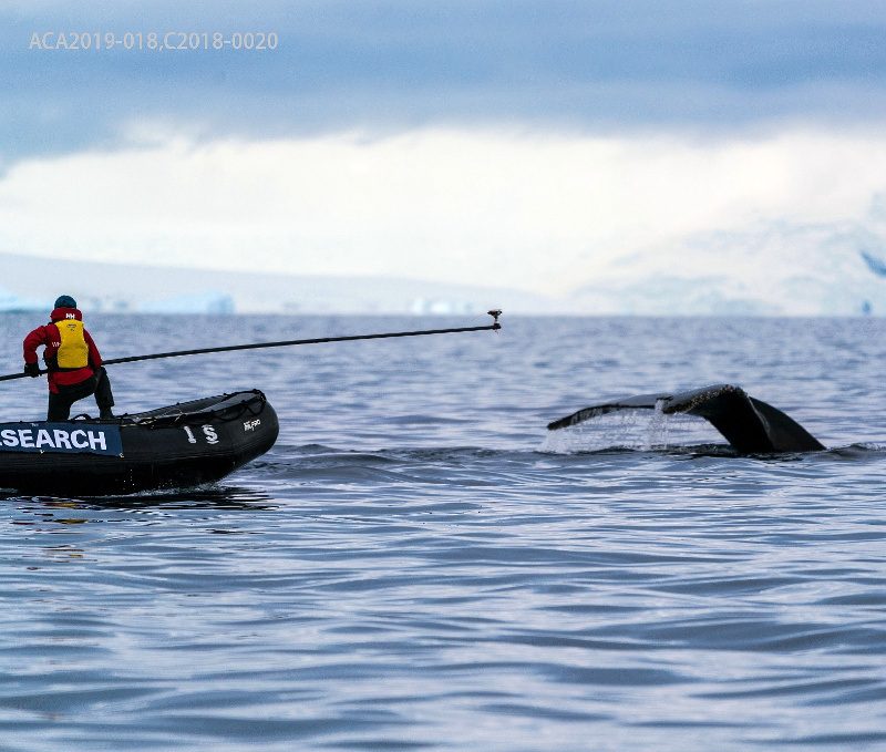 Research Permit Numbers ACA2019 018 C2018 0020 Scientists tagging whales in Antarctica