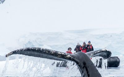 8 Reasons to Travel to Antarctica in February