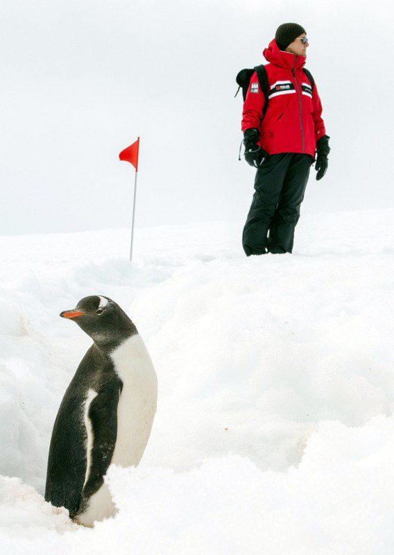 Guest Penguin Danco Island Antarctica Polar Latitudes Guest Penguin Danco Island Antarctica Polar Latitudes