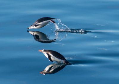 Photography in Antarctica