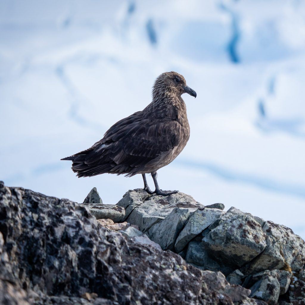 Adam-Rheborg-2-copy-1-scaled Brown Skua