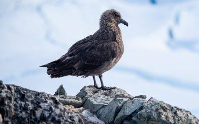 An Intro to Migratory Birds in Antarctica