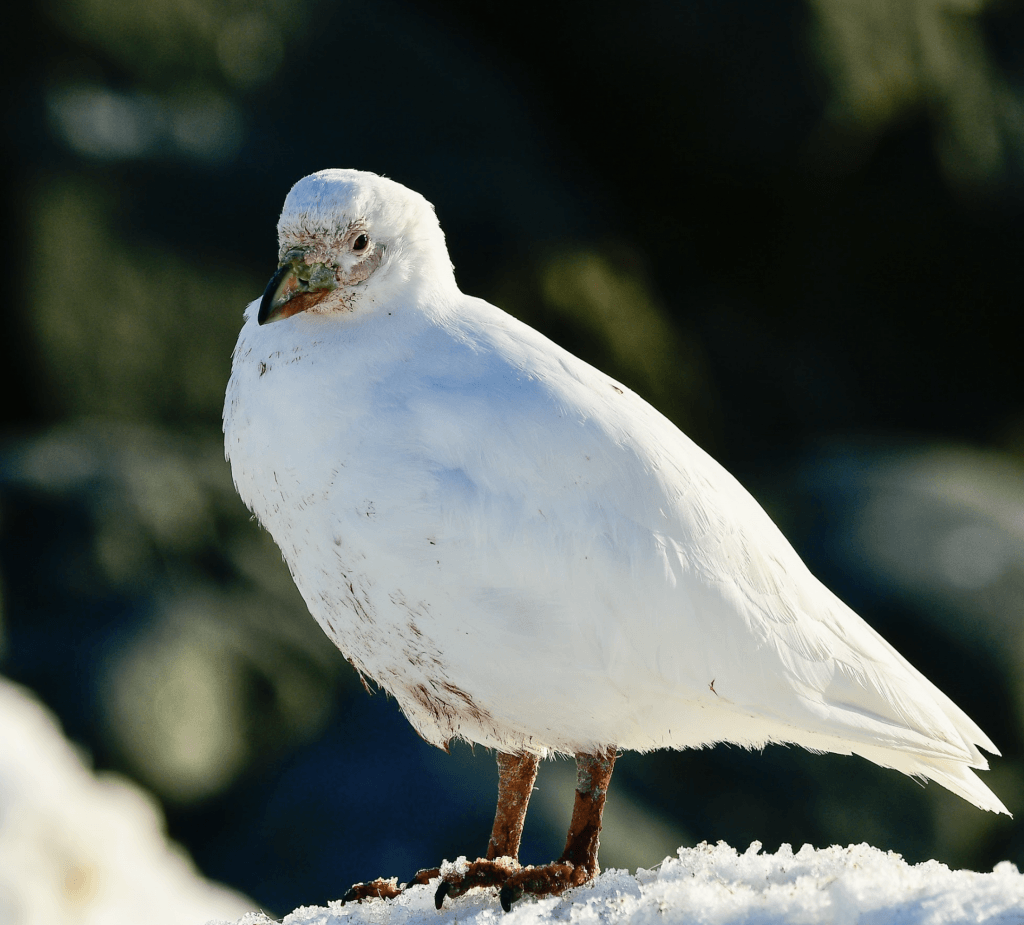 Snowy Sheathbill Snowy Sheathbill