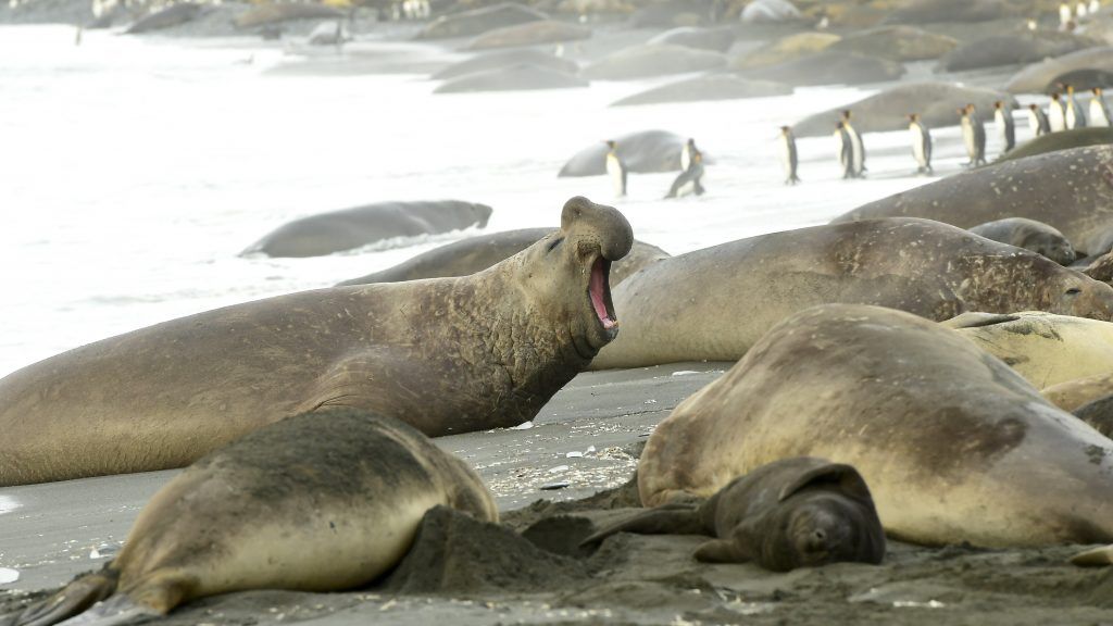 Beach Master Elephant Seal
