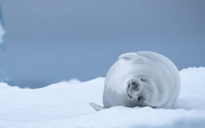 5 Types of Seals You Can See in Antarctica