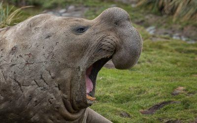 5 Fascinating Things About Elephant Seals