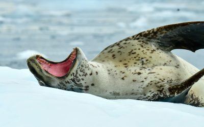 Interesting Facts About Leopard Seals