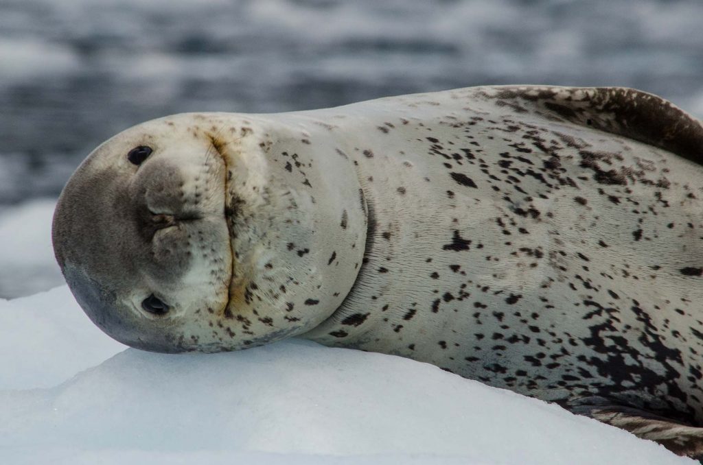 leopard seal in the ice "smiling"