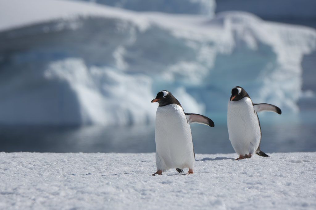 Cuverville Island BenO 8620 Counting penguins in Antarctica