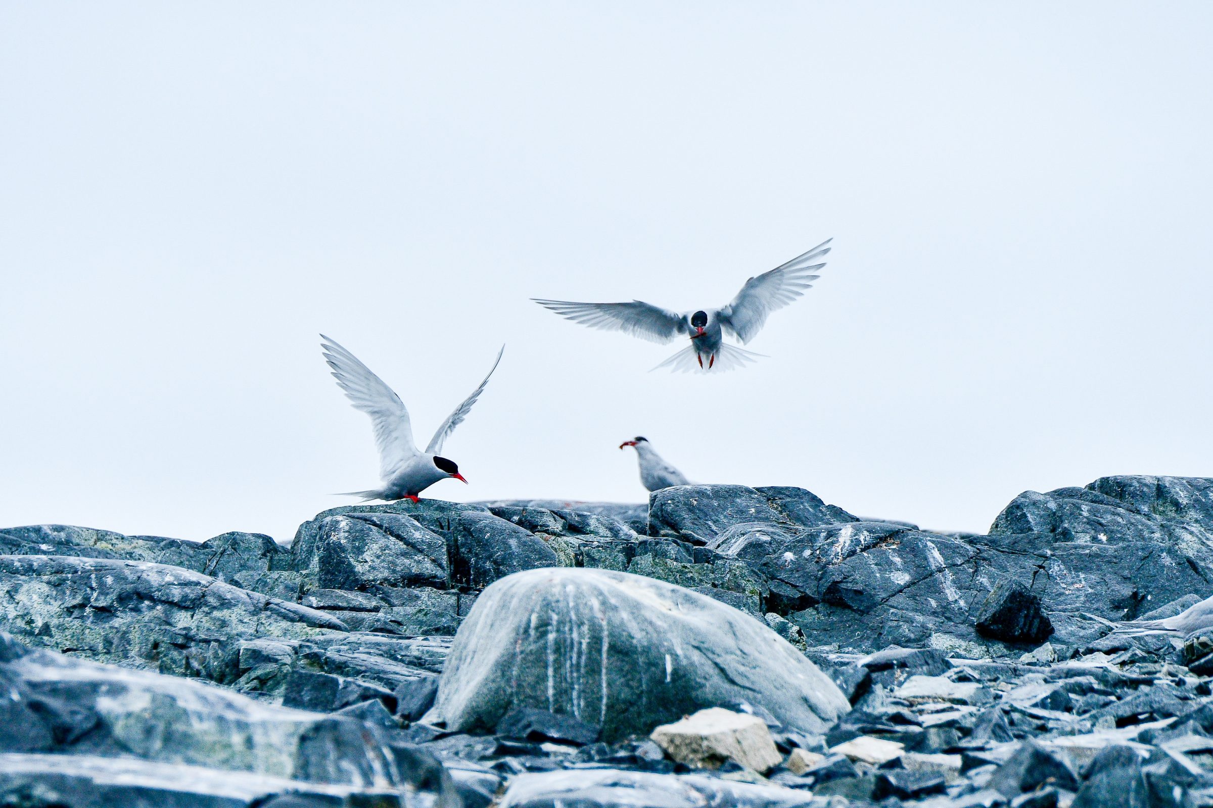 PL Antarctic Peninsula Indepth 15 28 Feb 2020 Philip Stone 5006982 Arctic Terns