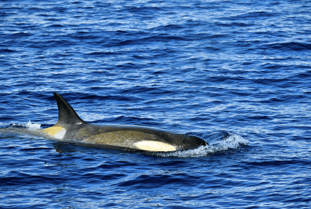 Orca