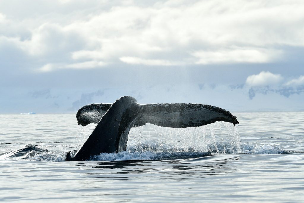 PL Antarctic Whale Science Safari 28 Feb 11 Mar 20 Philip Stone 5000470 Copy 2 Whale in Antarctica