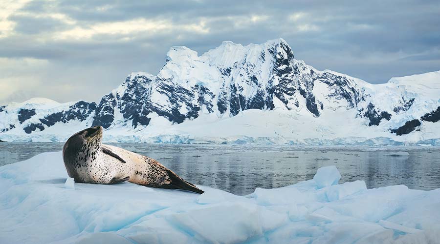 Seal 900x500