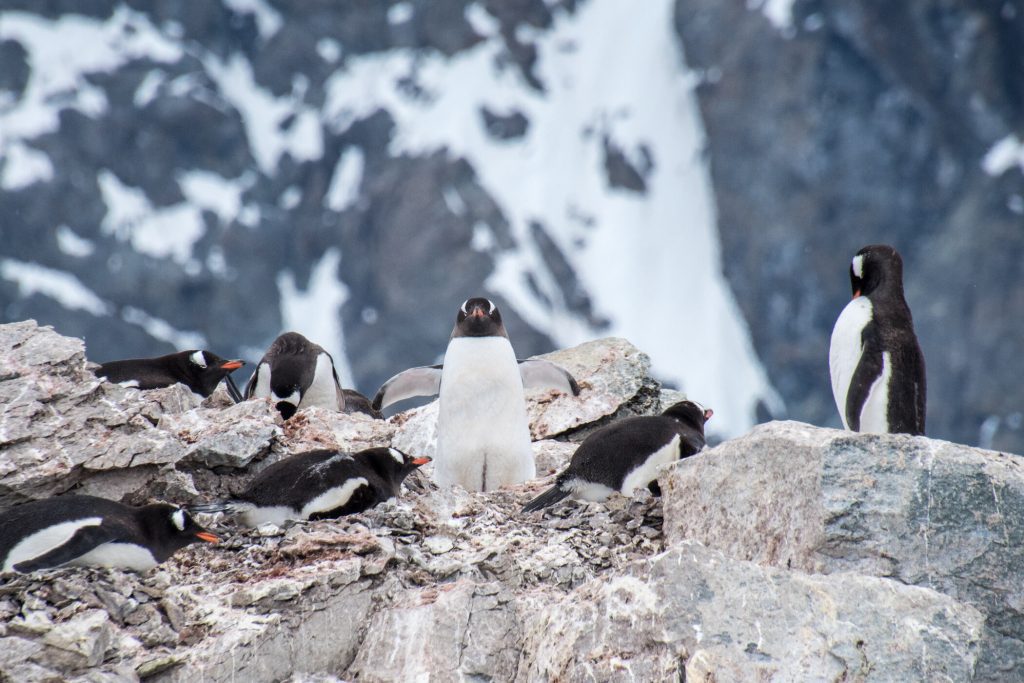 Gentoo penguins