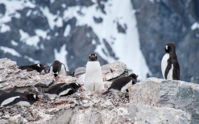 Meet Oceanites – Our New Scientific Penguin Counting Friends