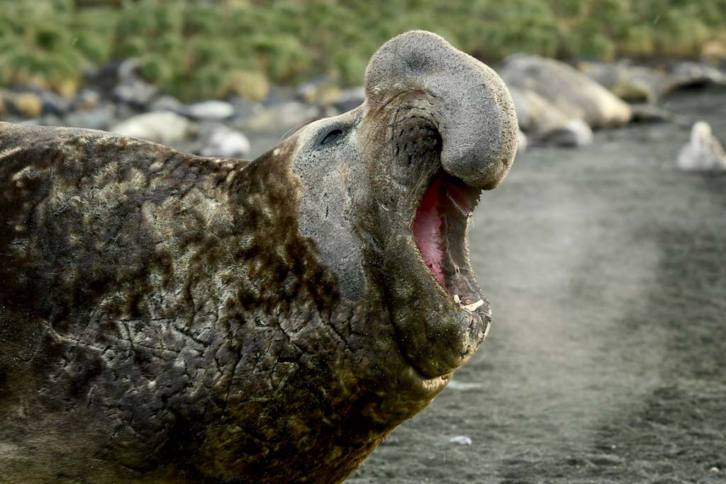 southern-elephant-seal