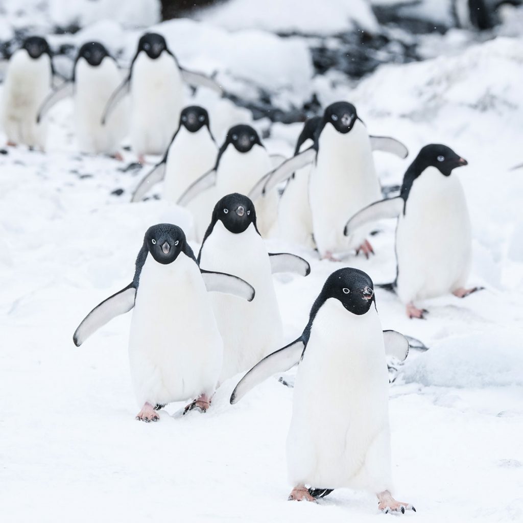 marching-penguins