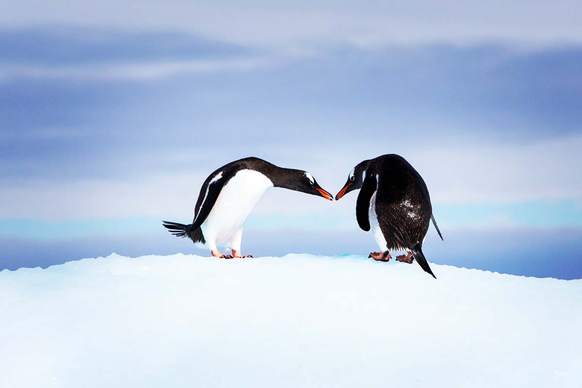 penguins-kissing adelie penguins