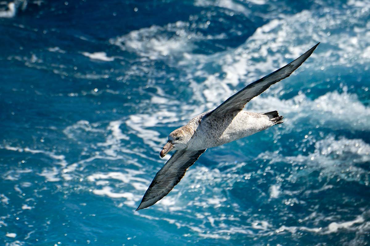 albatross-in-flight-bg Leopard Seal in Antarctica