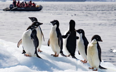 Exclusive Guests Joining Your Antarctic Adventures in 24/25