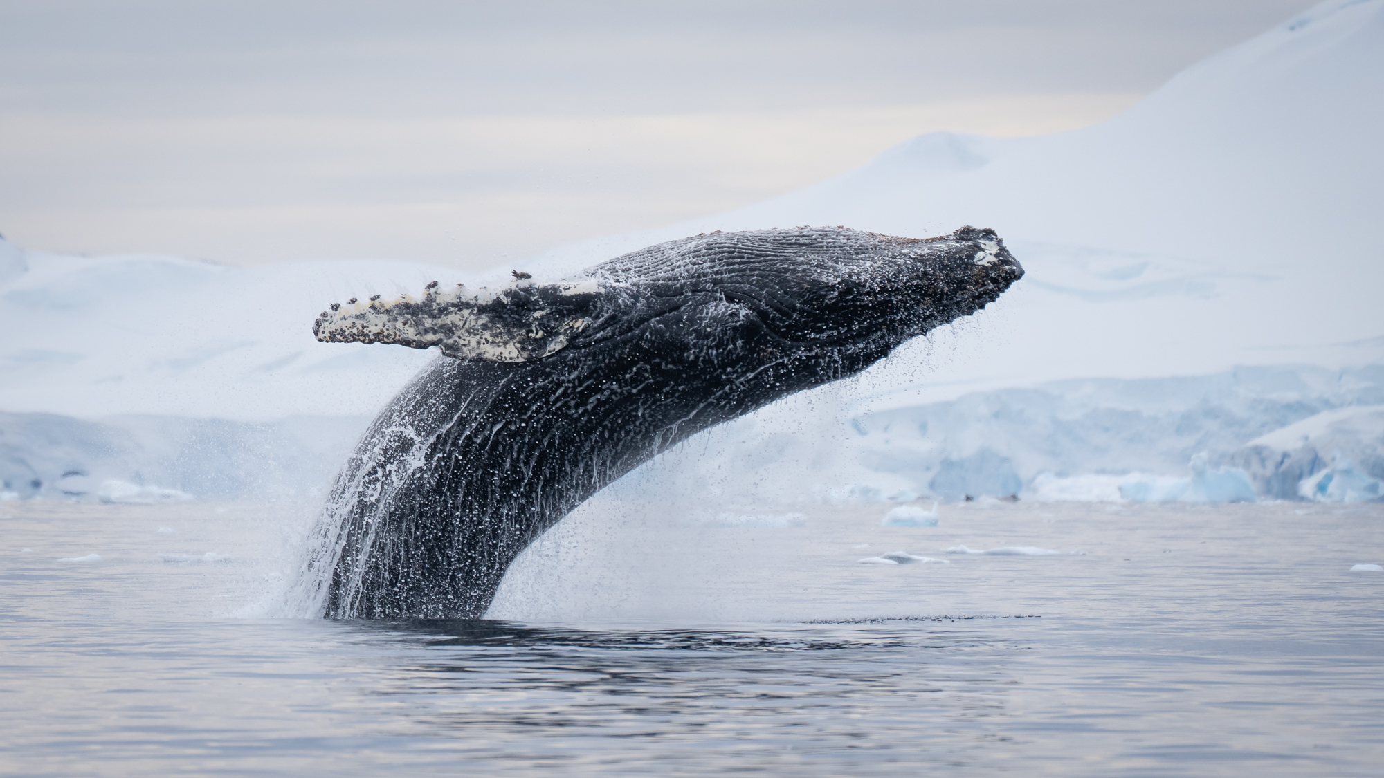 LisaLaPointe_MeusnierPoint-7 humpback whale breaching