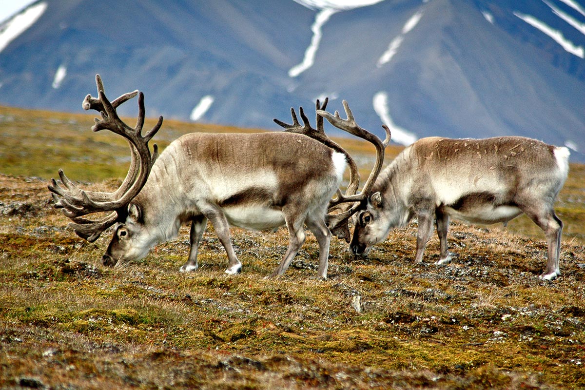 Norway_Svalbard_reindeer