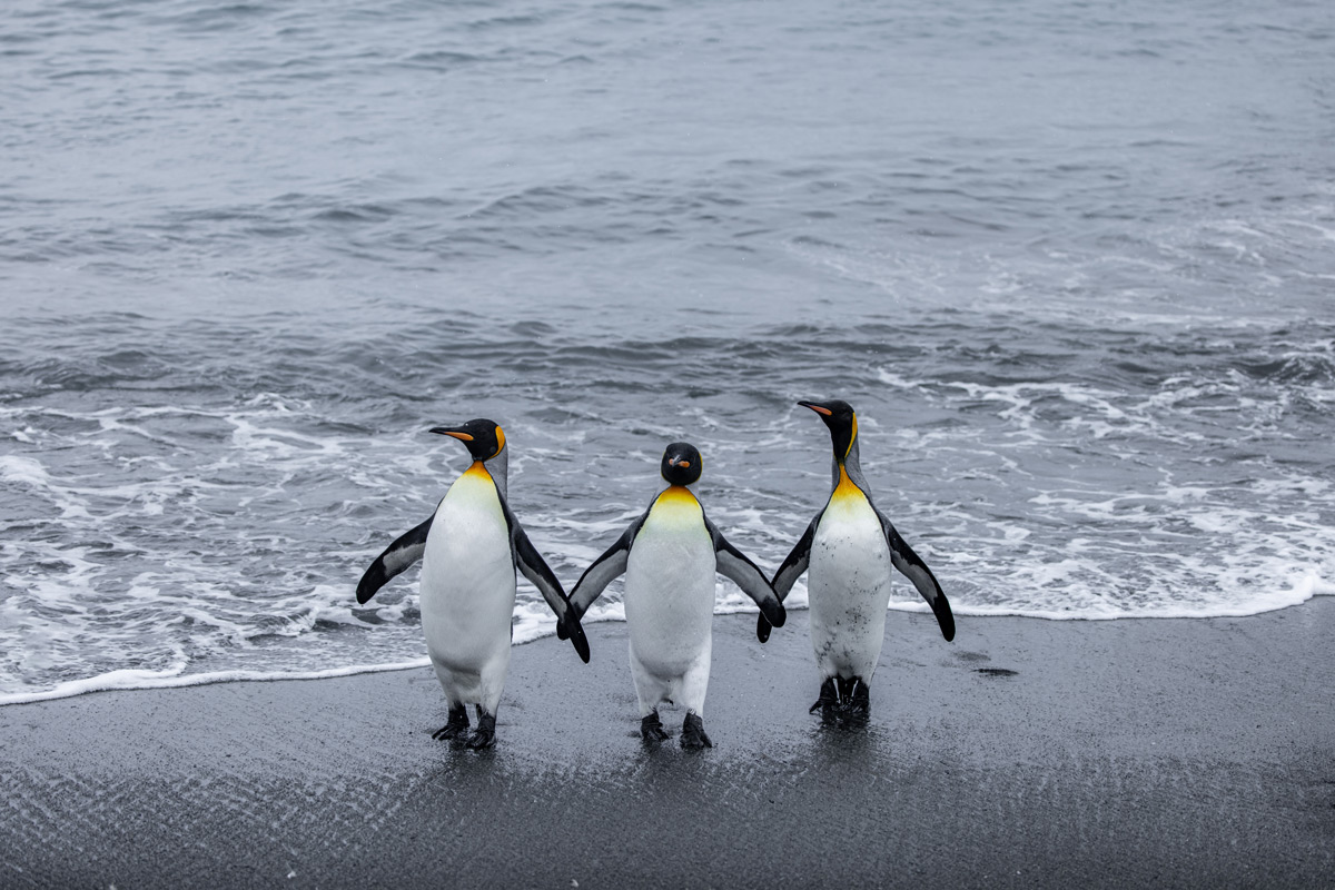 two-king-penguins