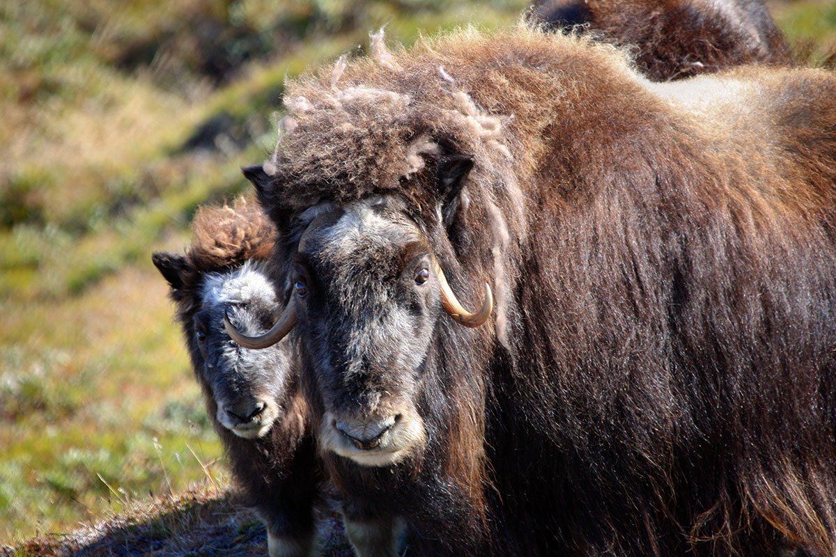 muskox-greenland