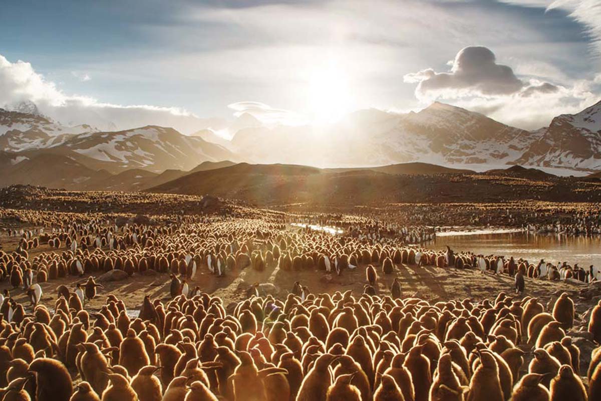 penguins-mountains-featured