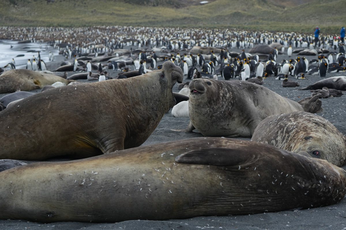 southern-elephant-seal-
