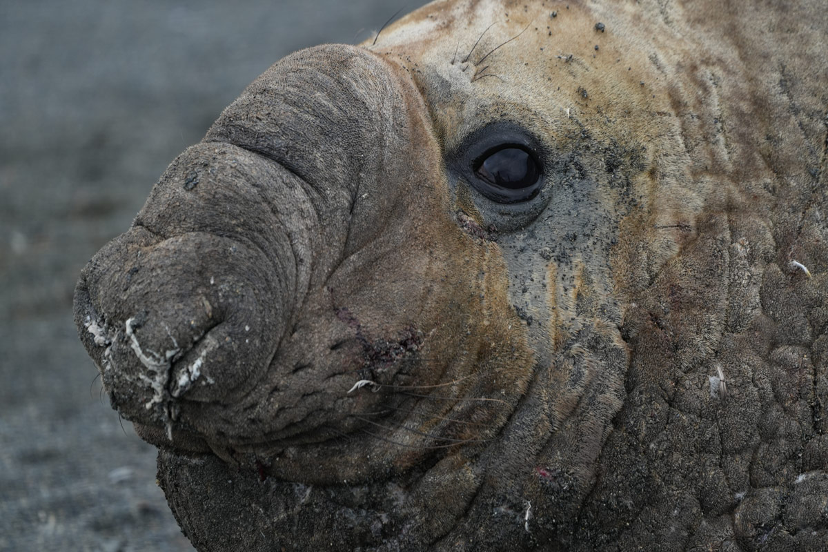 southern-elephant-seal-