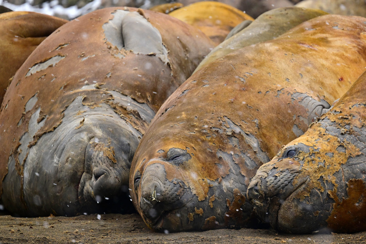 southern-elephant-seal