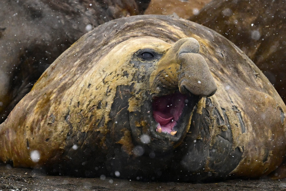 adult male Southern Elephant Seal on a beach