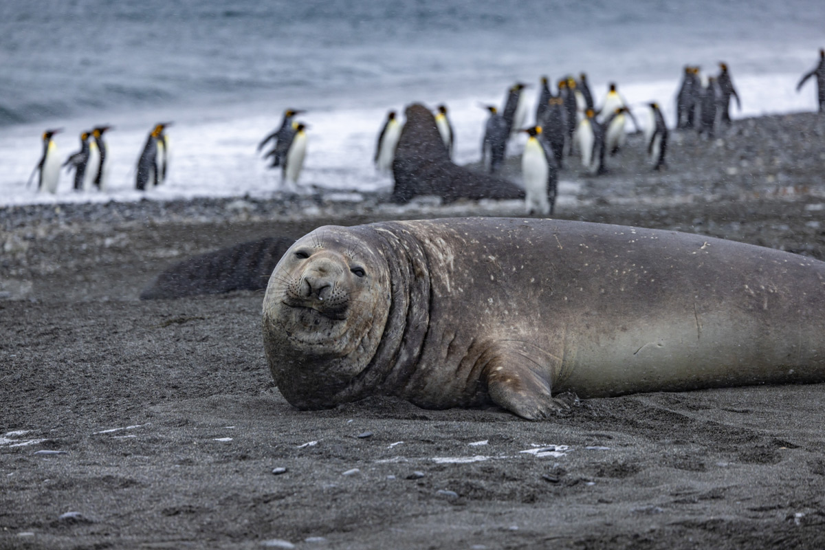 southern-elephant-seal-
