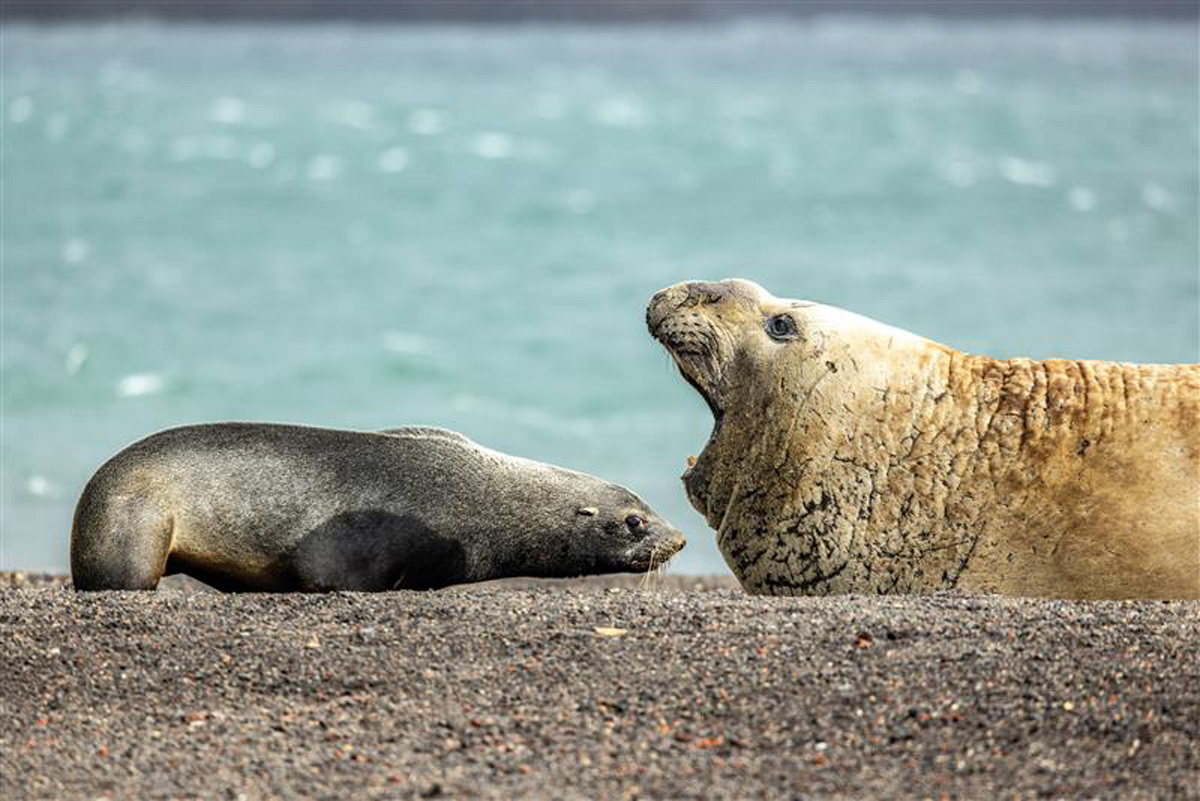 southern-elephant-seal-
