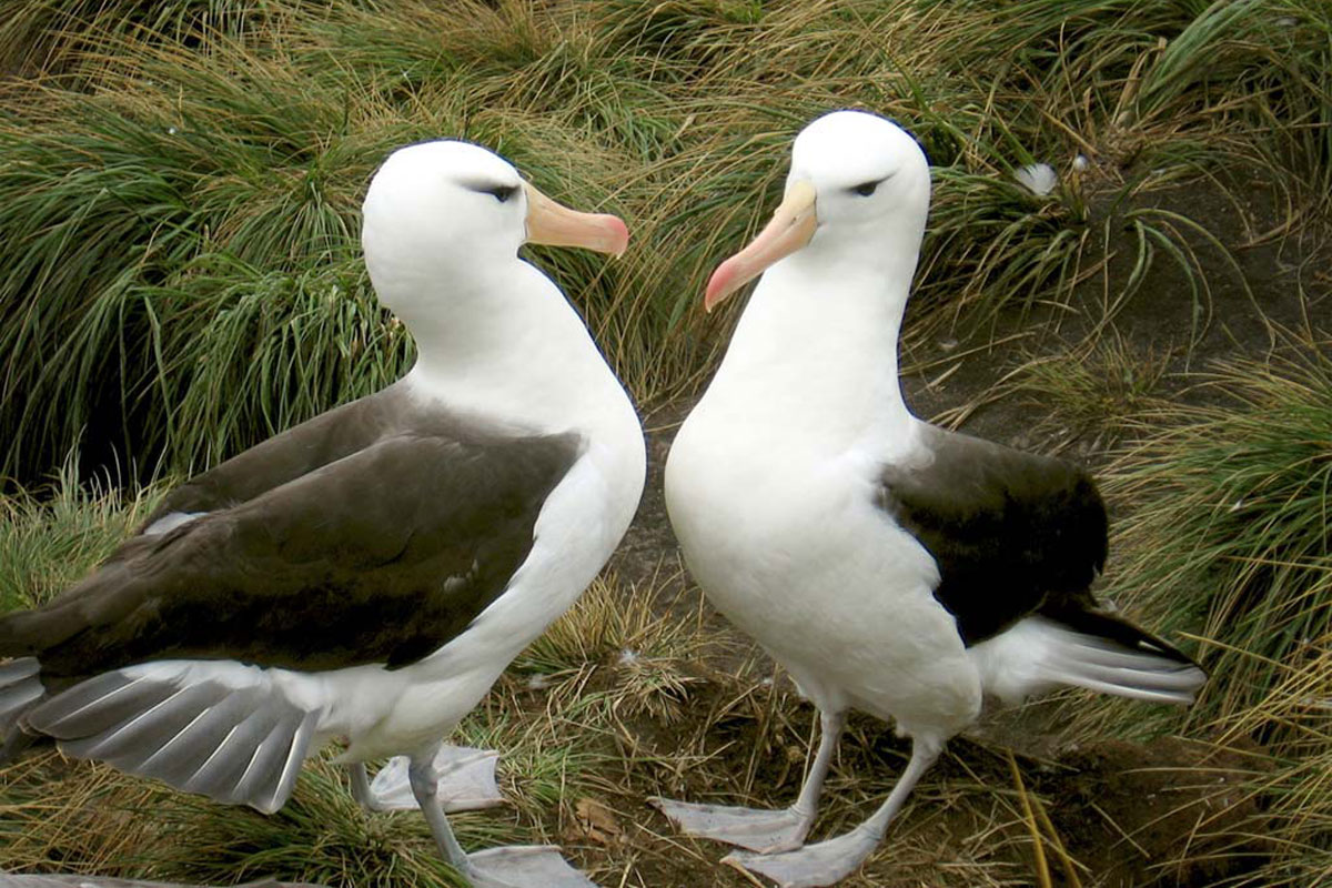 two black browed albatrosses