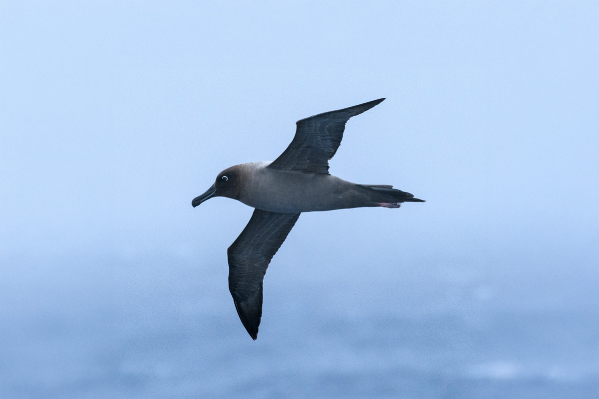 light mantled albatross flying over the sea 