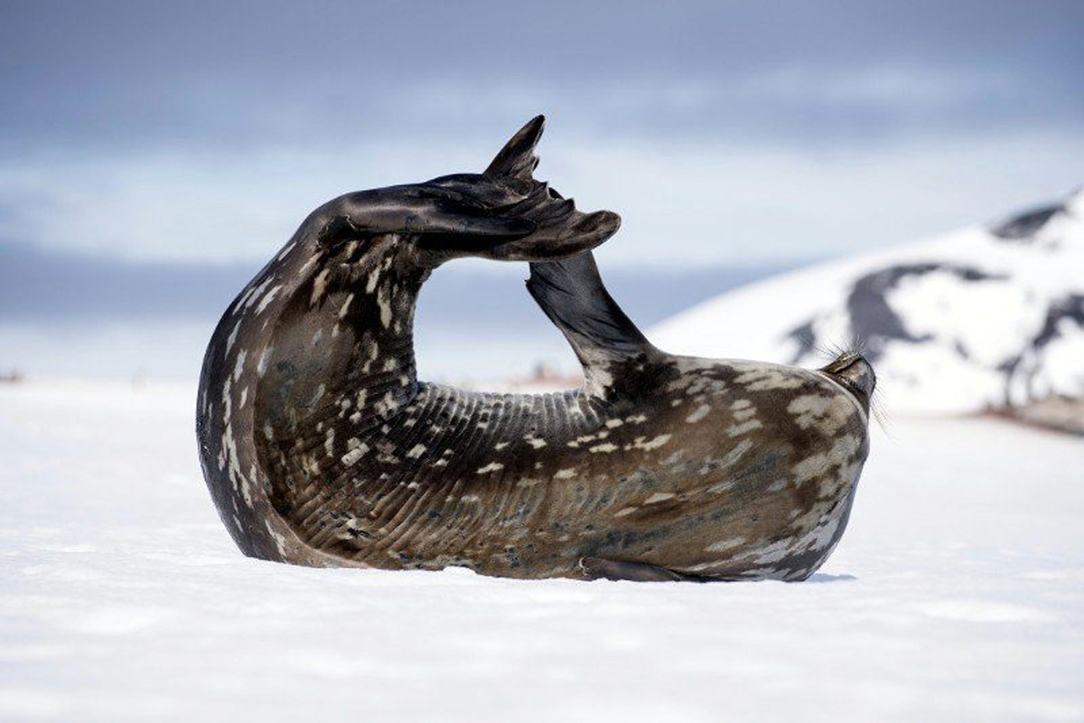 seal