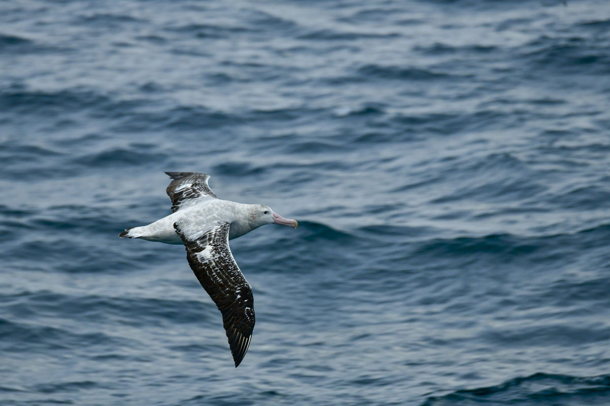 wandering albatross flying 