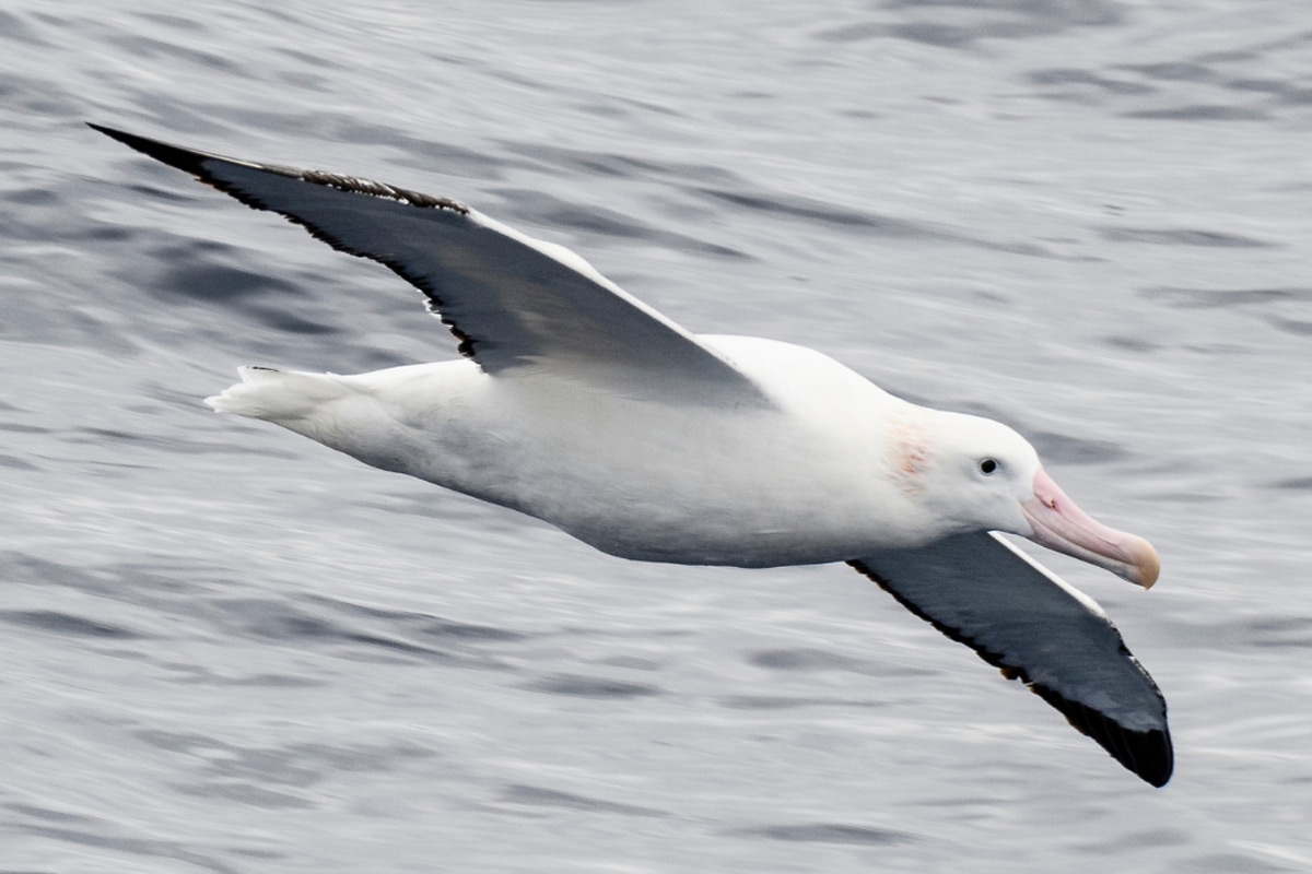 wandering albatross flying