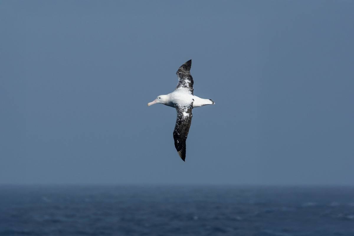 wandering albatross