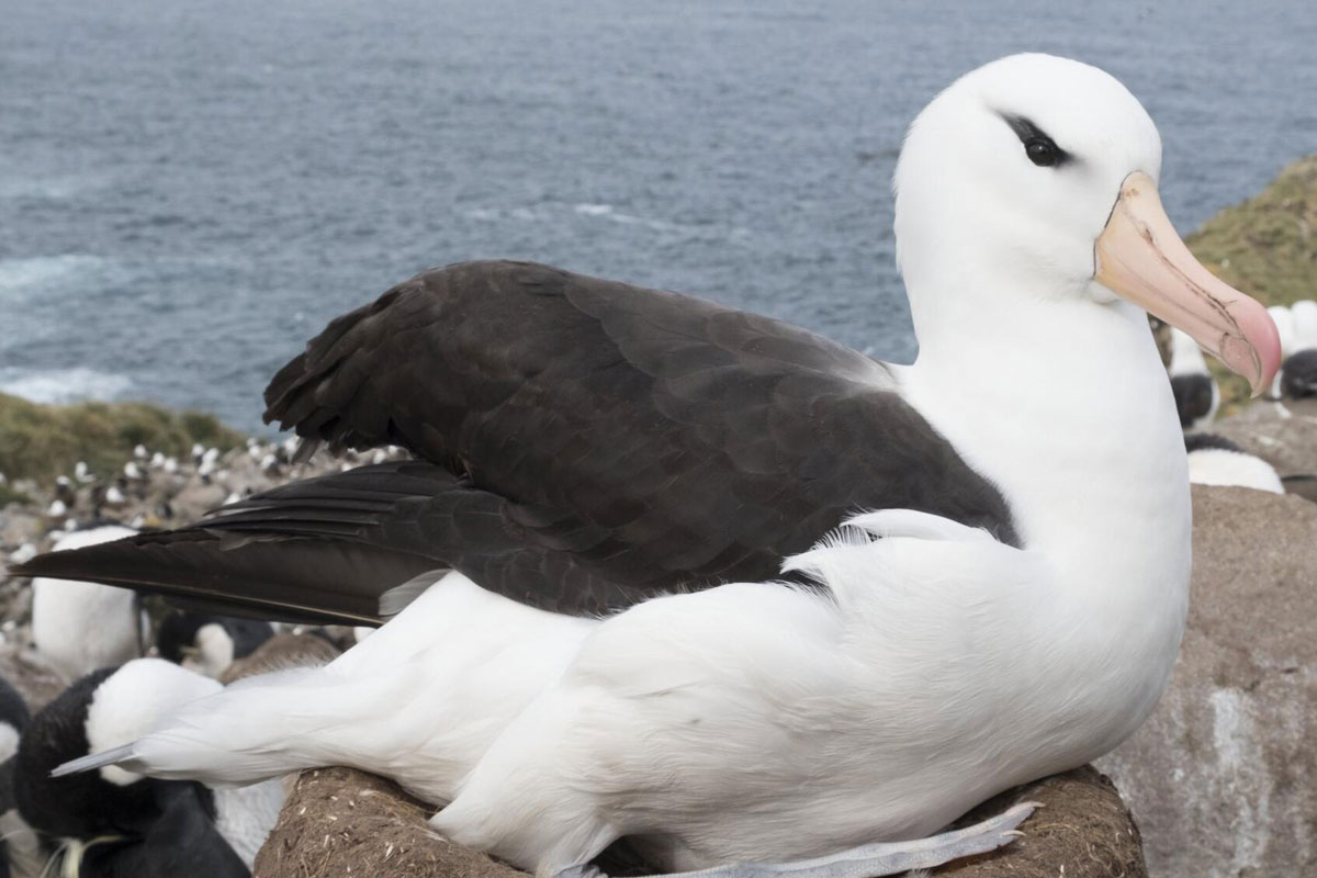 Nesting Albatross