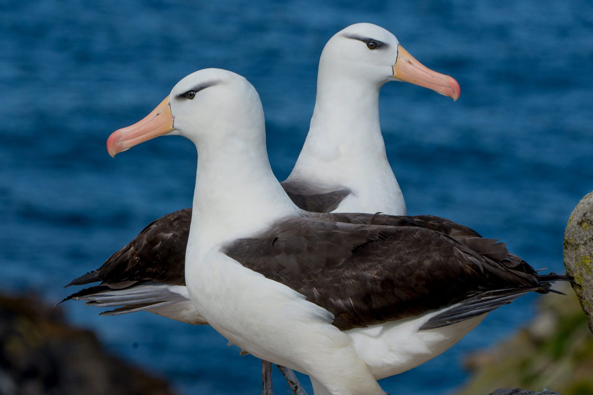 Two Black-Browed Albatross