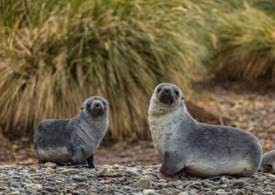 Two antarcticc fur seals chicks spotted in South Georgia