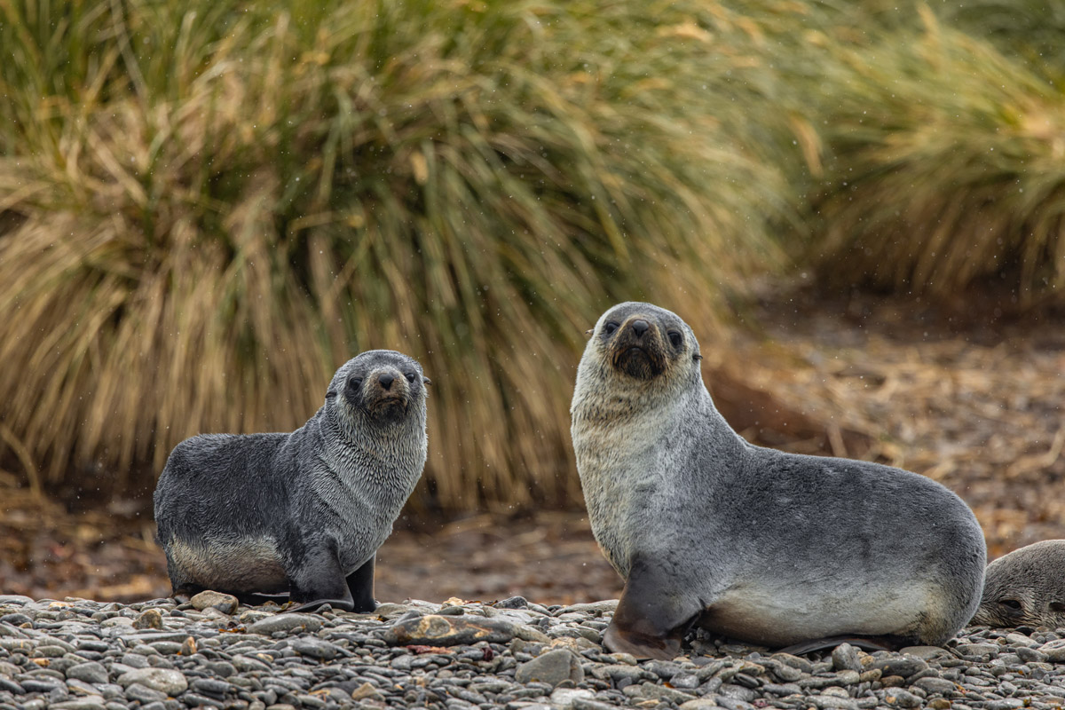 Two antarcticc fur seals chicks spotted in South Georgia