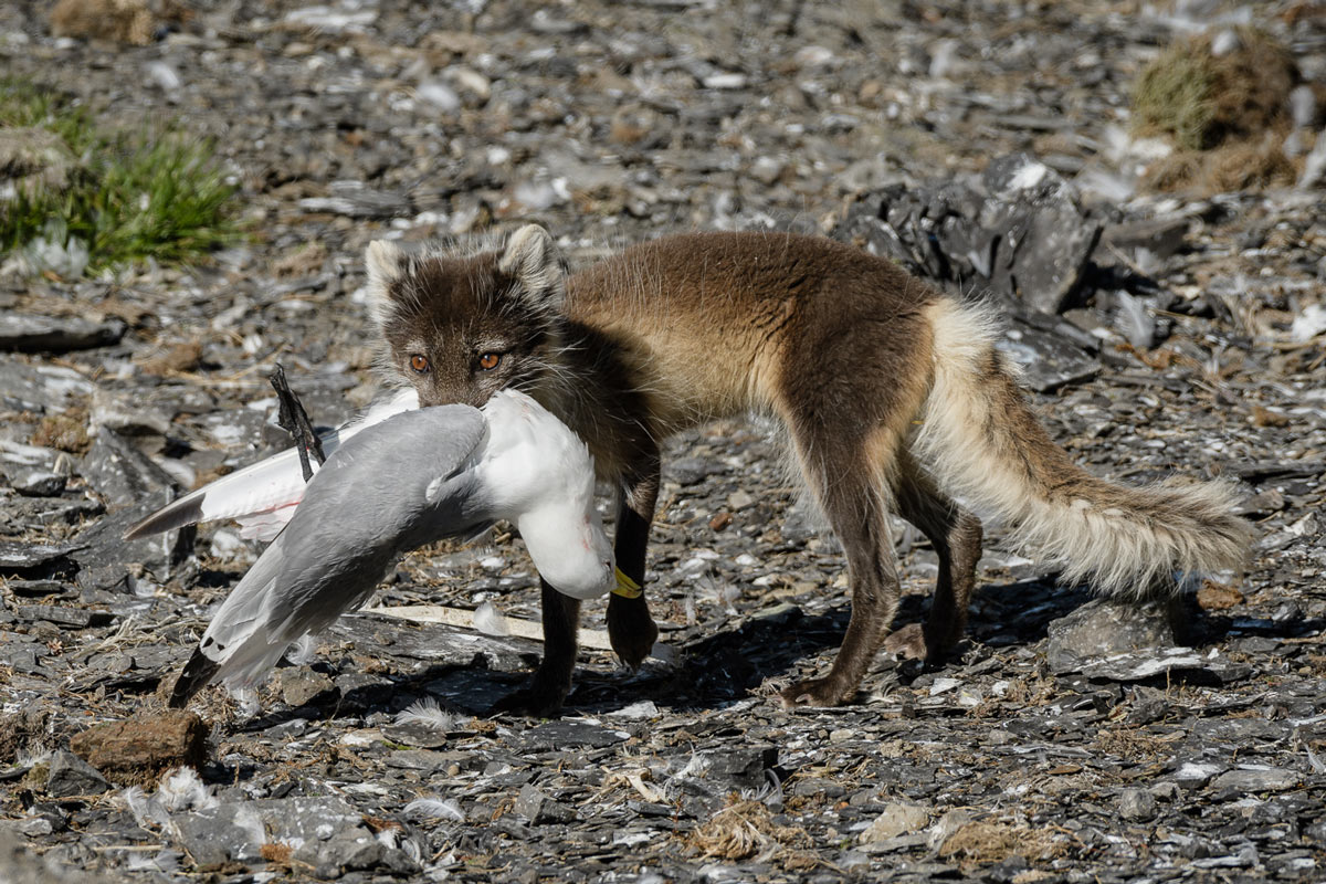 An Arctic fox with its prey in its mouth as its fur changes colour with the seasons