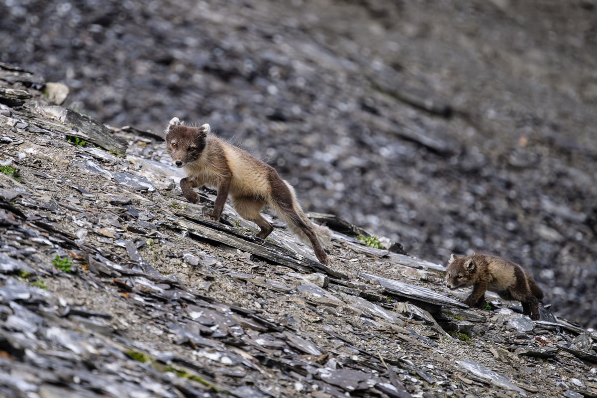 Arctic fox mom with its pups in the rocky tundra