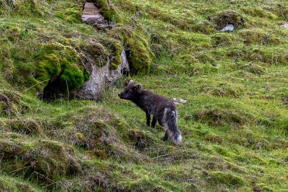 Arctic fox in its summer coat